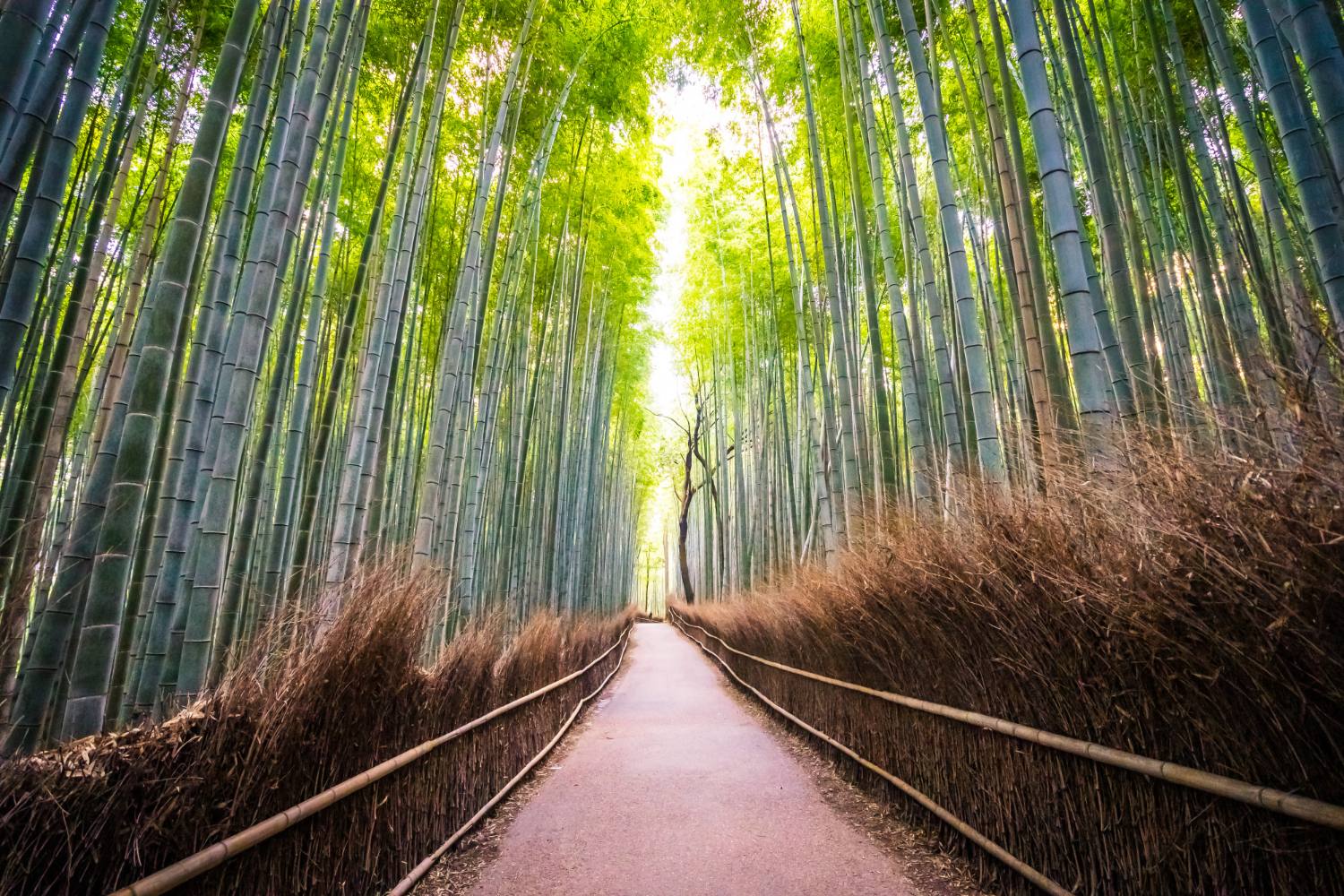Arashiyama bamboo grove