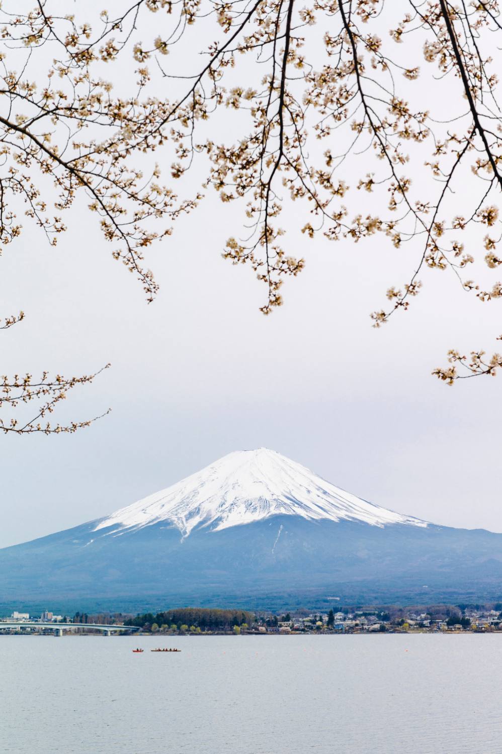 Mount Fuji view with cherry blossoms
