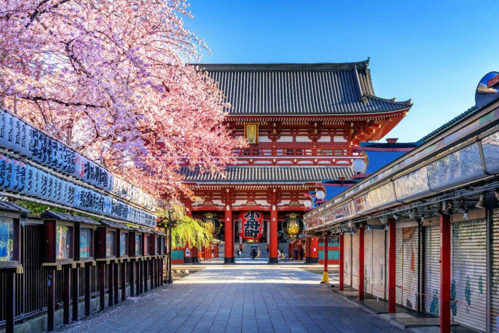 Senso-ji temple with cherry blossoms