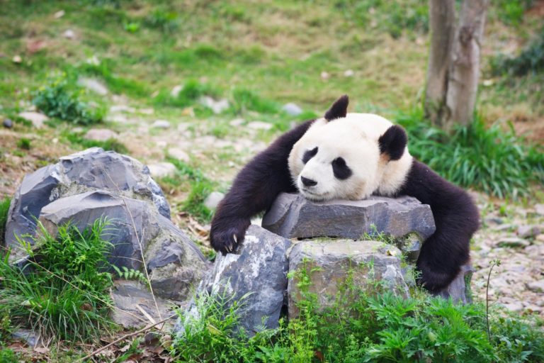 Panda sleeping on rock