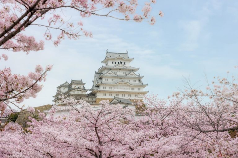 Osaka castle sakura season