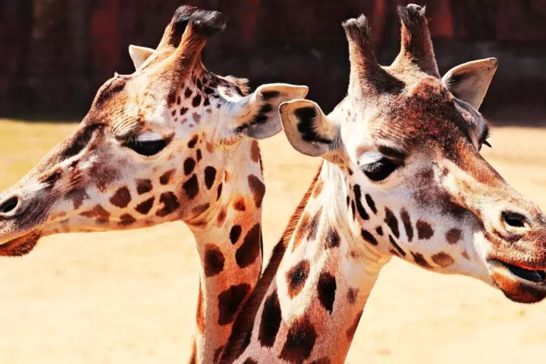 two giraffes in a zoo