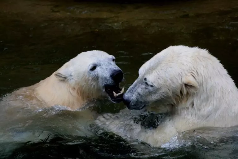 Fighting polar bears