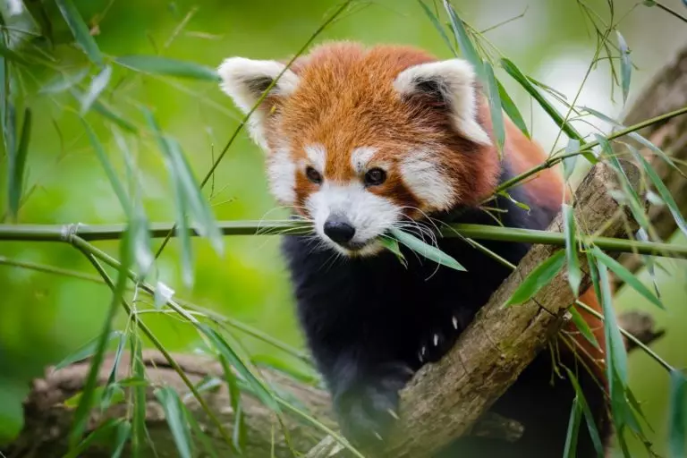 Eating red panda