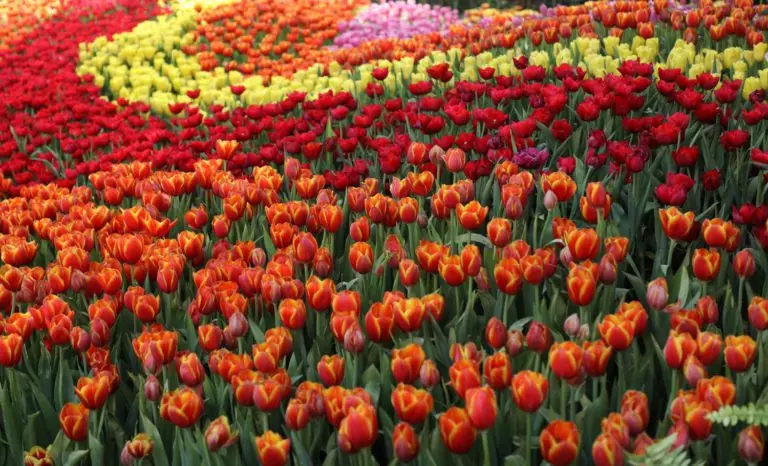 Tulips colorful