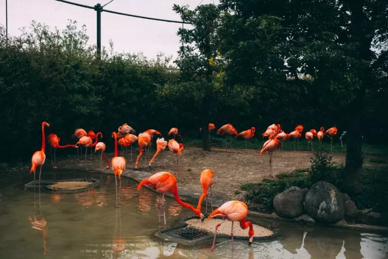 Ueno zoo flamingos