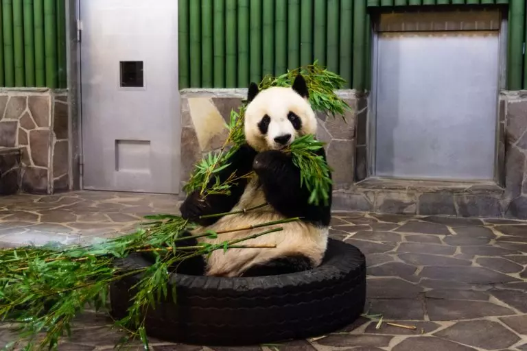 Panda eating zoo