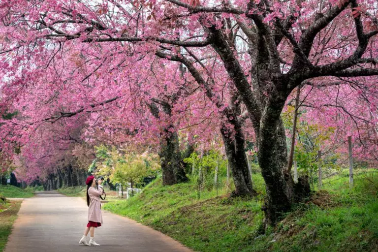 pink sakura trees