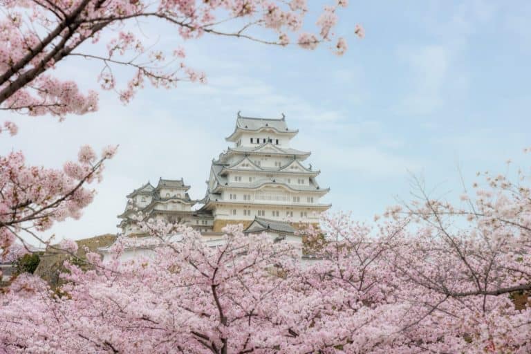 Himeji castle sakura flowers