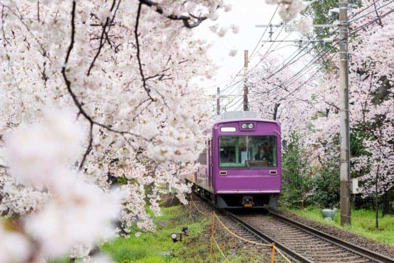 Cherry clossom train