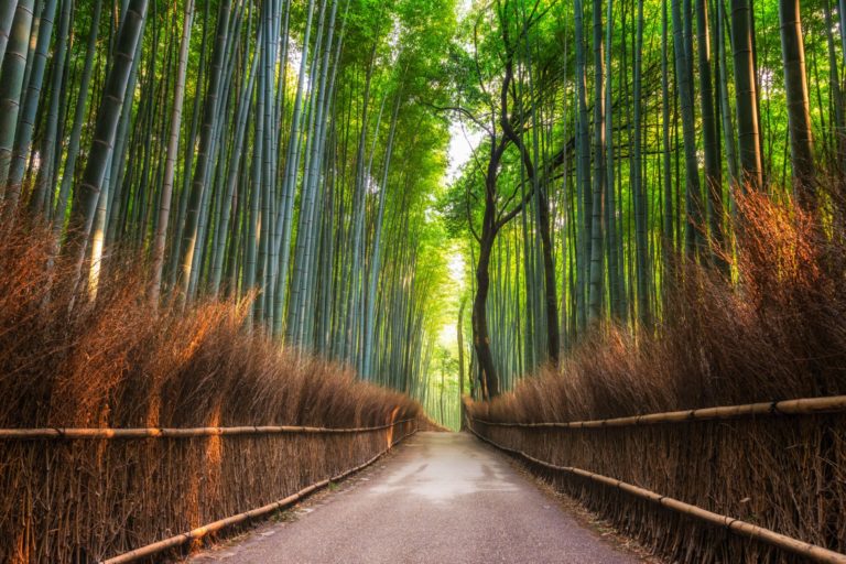 arashiyama groove