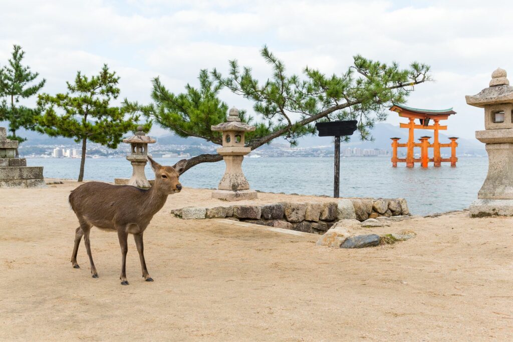 deer on shore